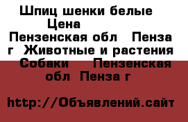 Шпиц шенки белые › Цена ­ 15 000 - Пензенская обл., Пенза г. Животные и растения » Собаки   . Пензенская обл.,Пенза г.